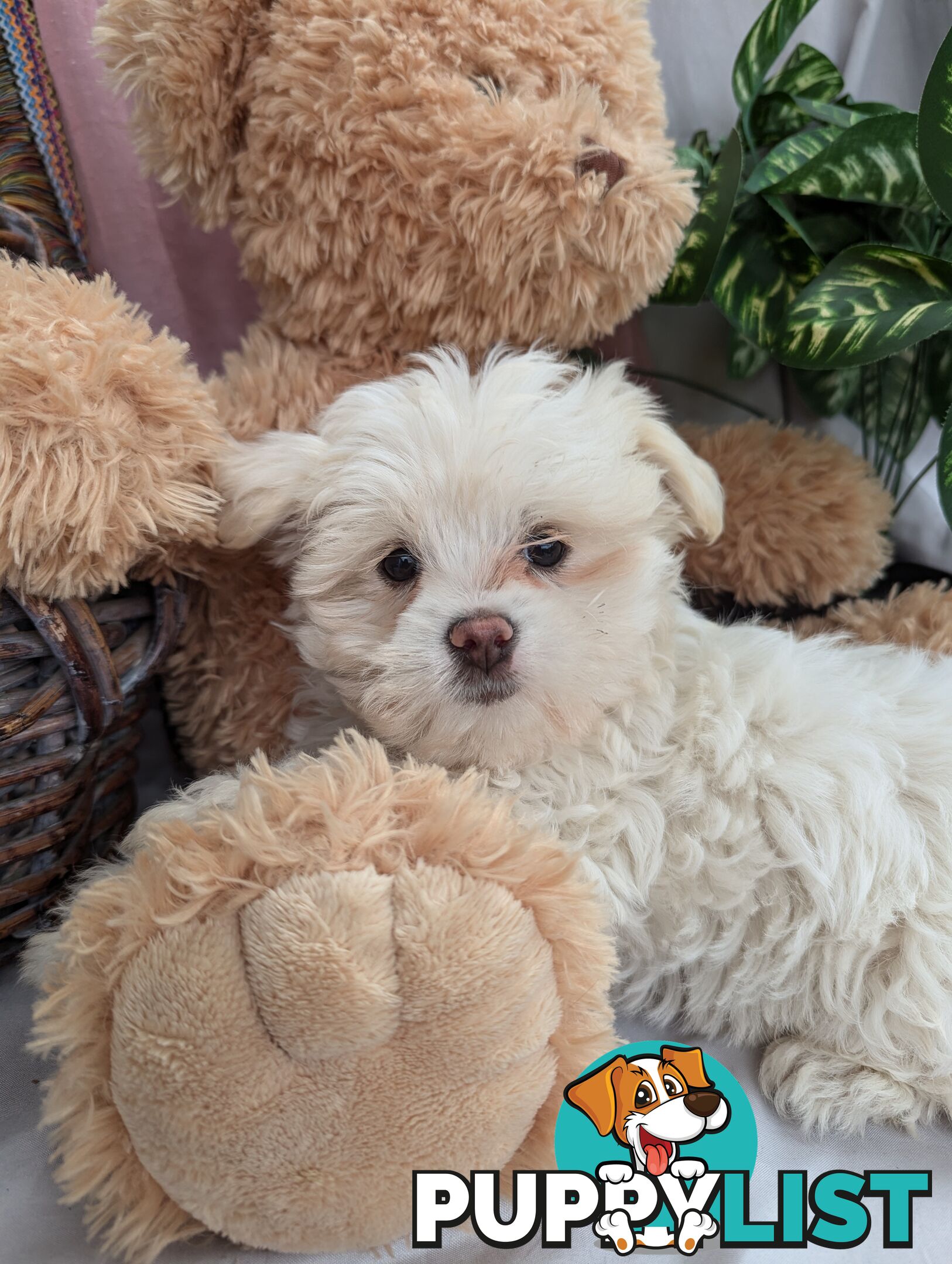 Maltese shiztu pups