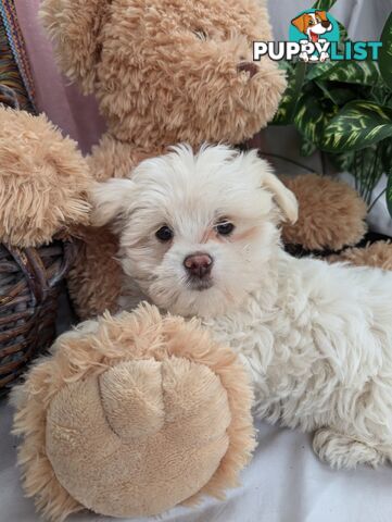 Maltese shiztu pups