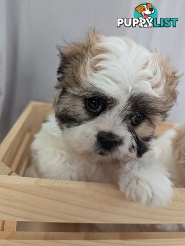 Maltese shiztu pups