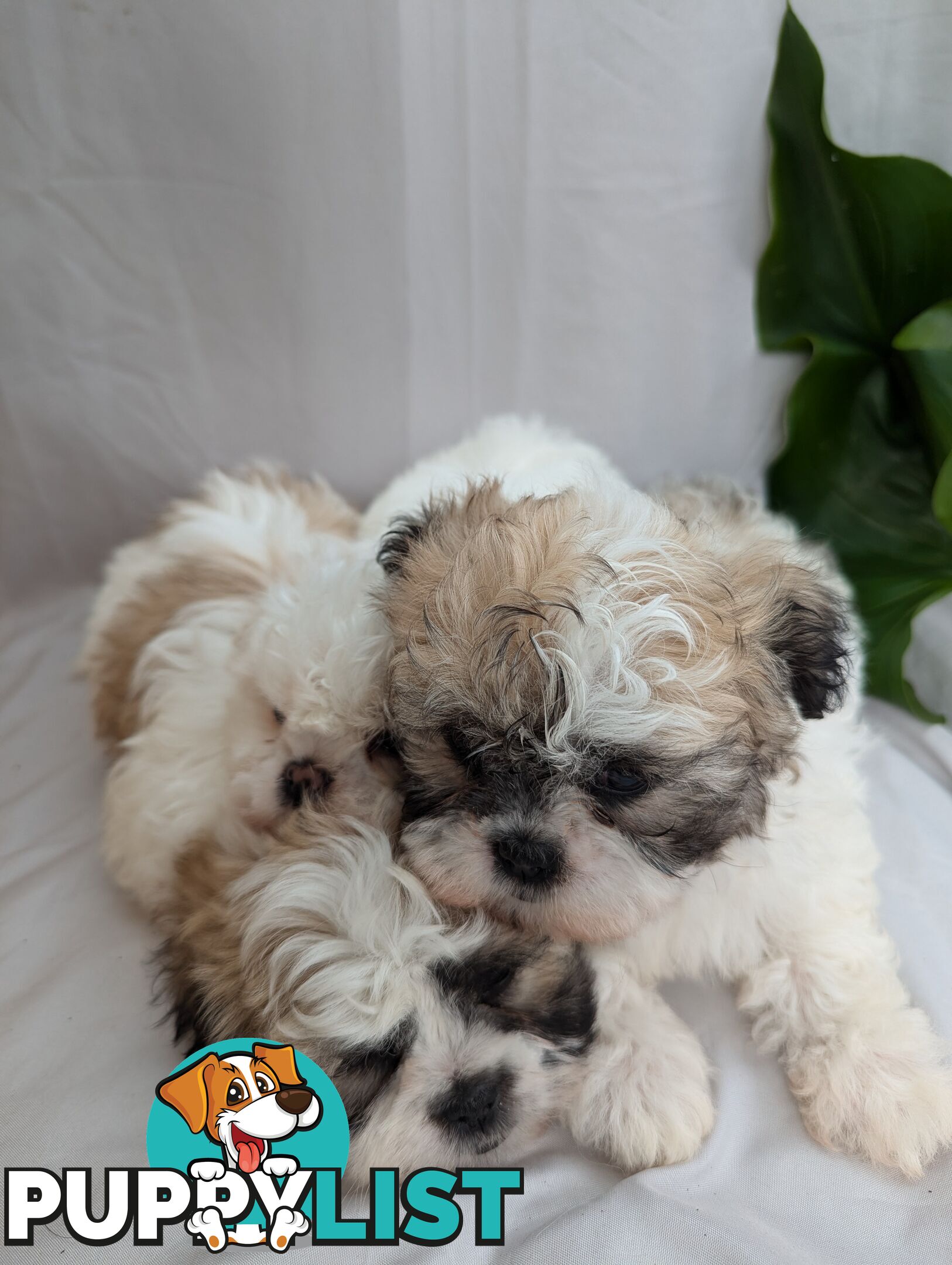 Maltese shiztu pups