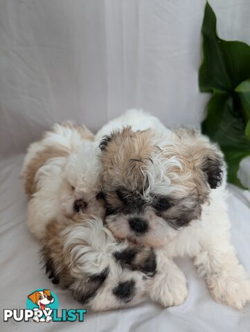 Maltese shiztu pups