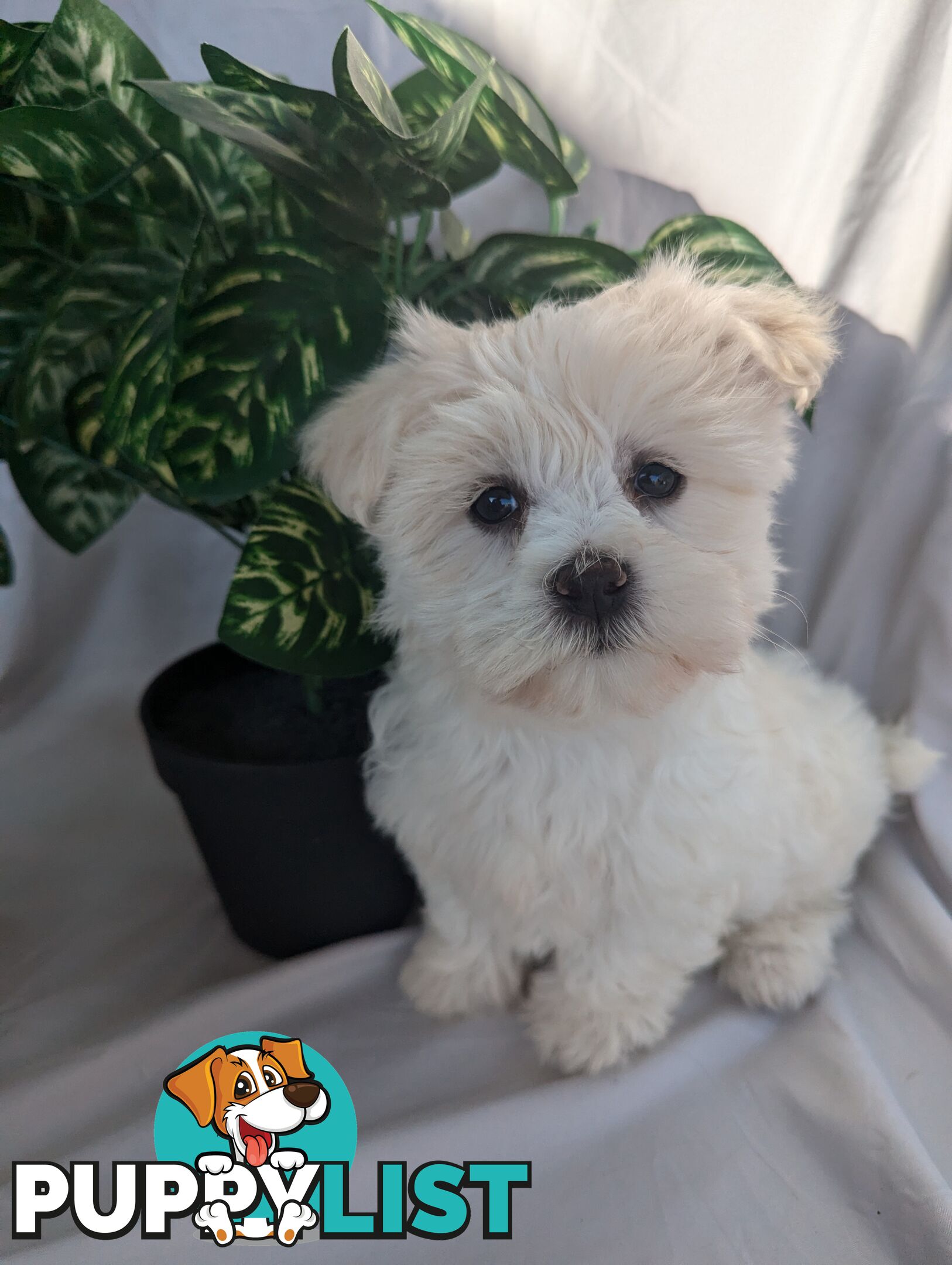 Maltese shiztu pups