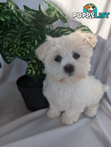 Maltese shiztu pups