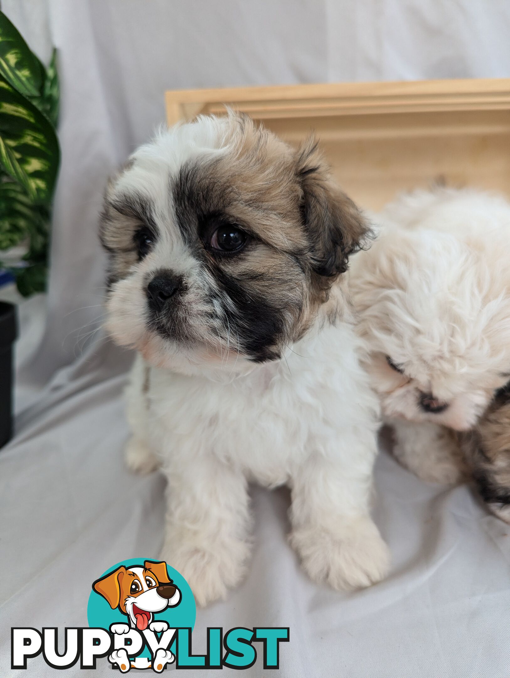 Maltese shiztu pups