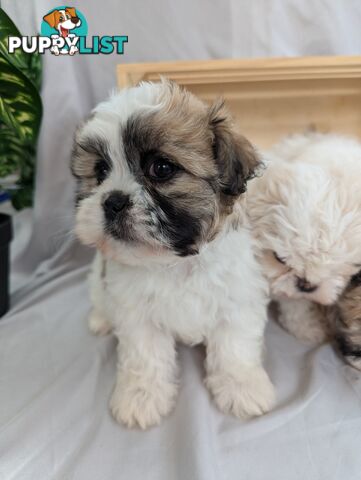 Maltese shiztu pups