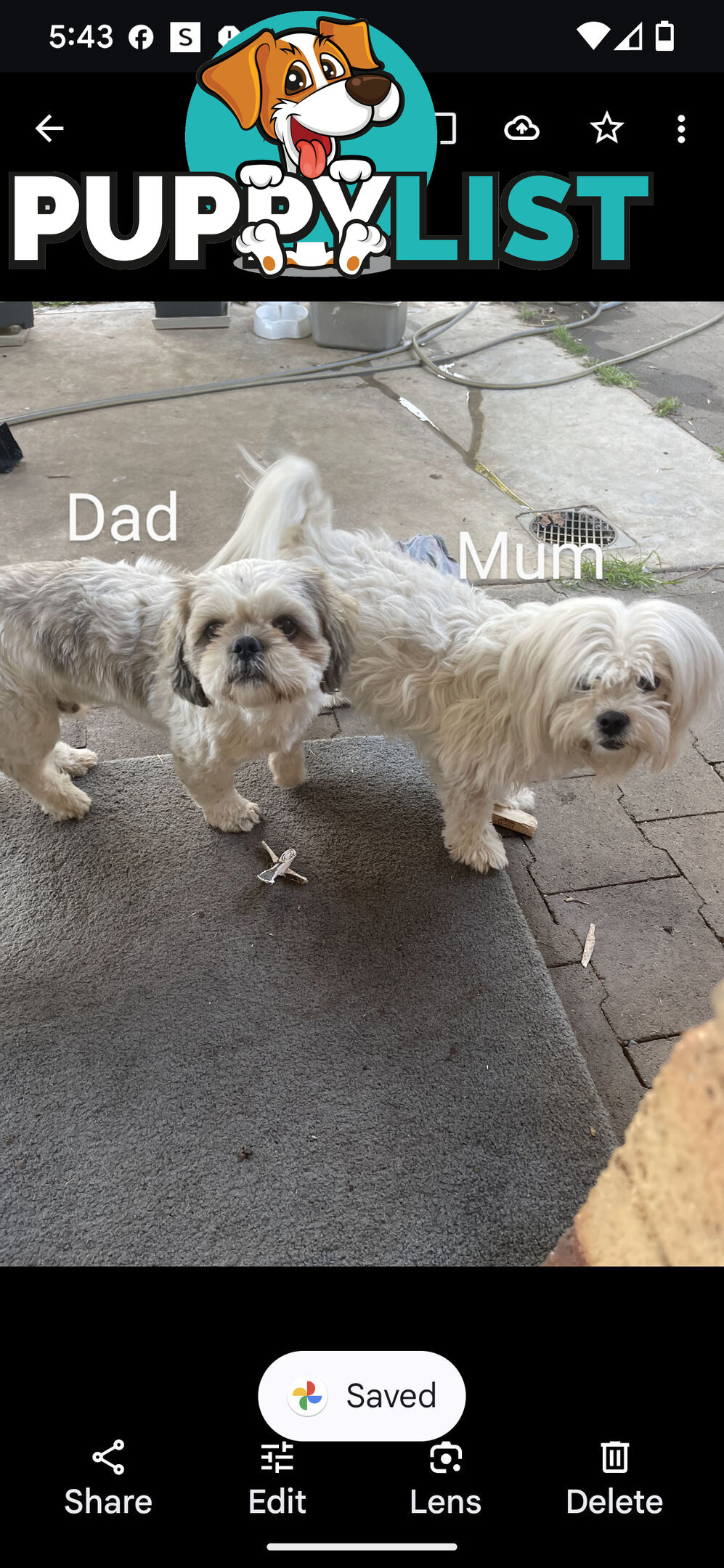 Maltese shiztu pups