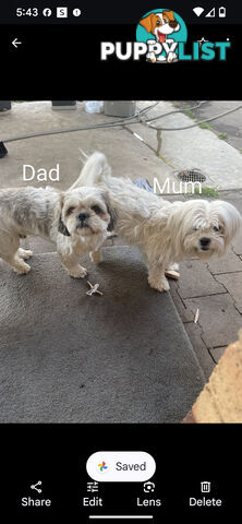 Maltese shiztu pups