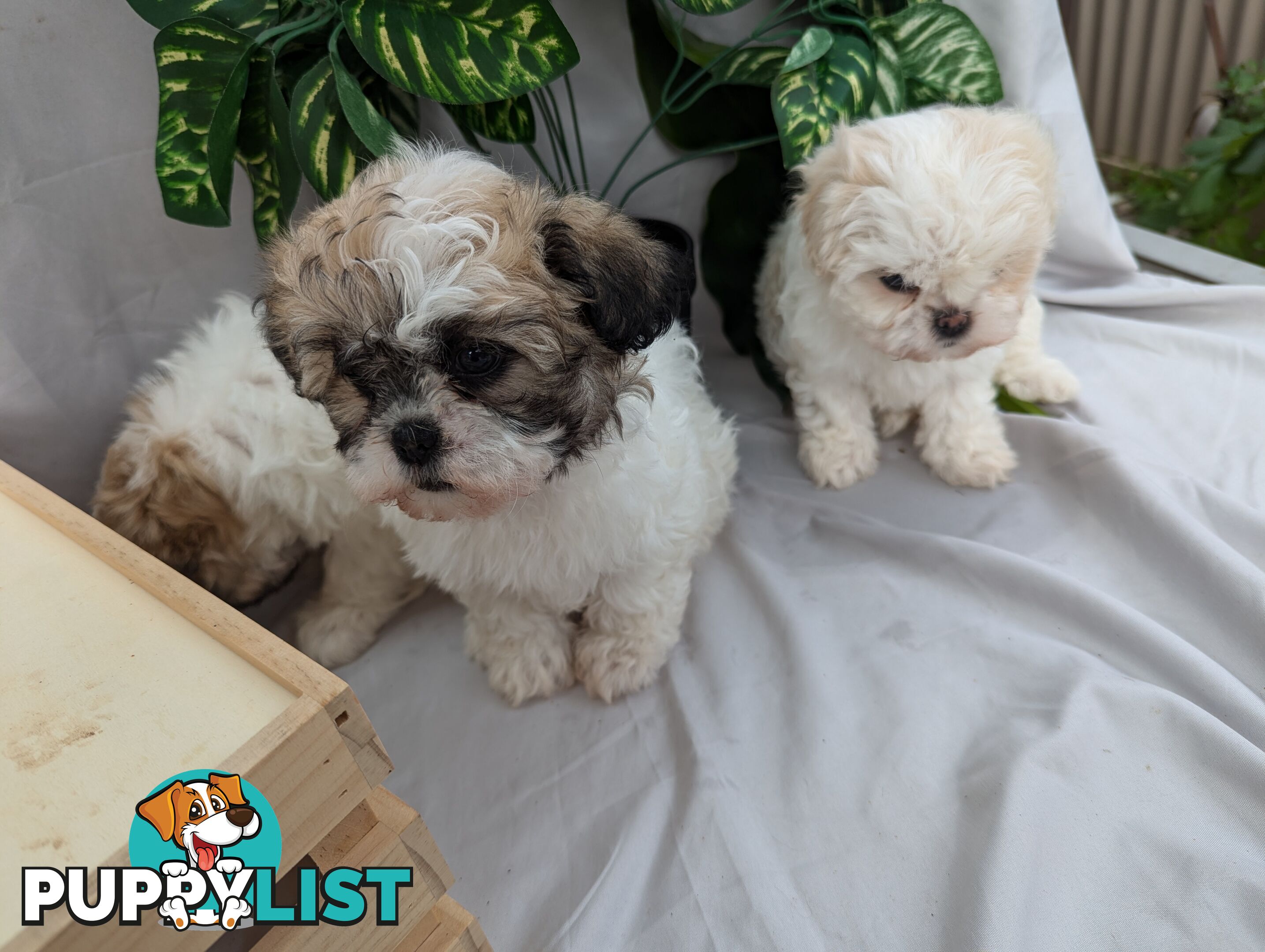 Maltese shiztu pups