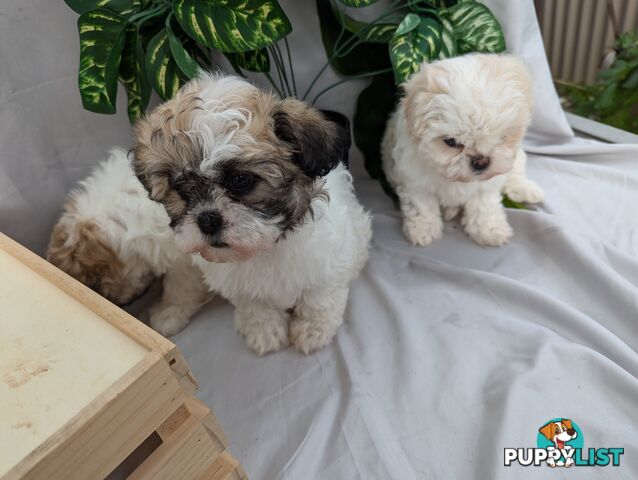 Maltese shiztu pups