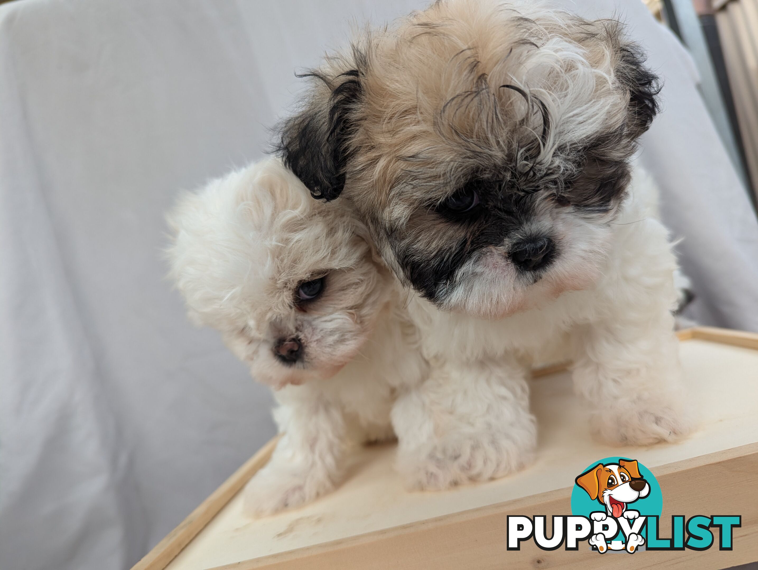 Maltese shiztu pups