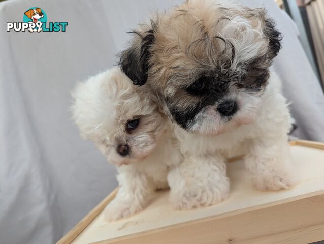 Maltese shiztu pups