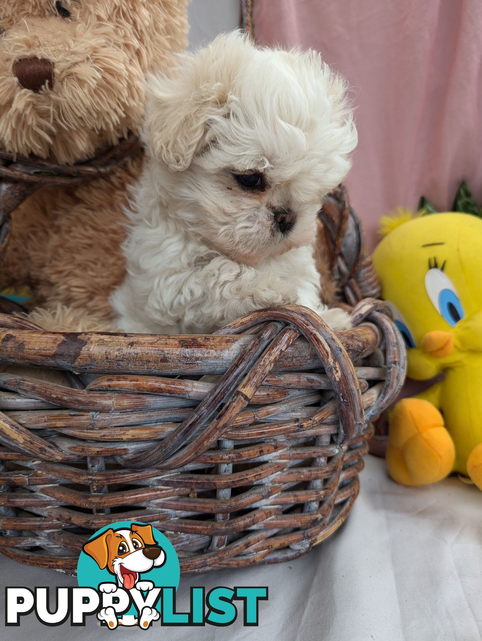 Maltese shiztu pups