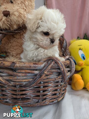 Maltese shiztu pups