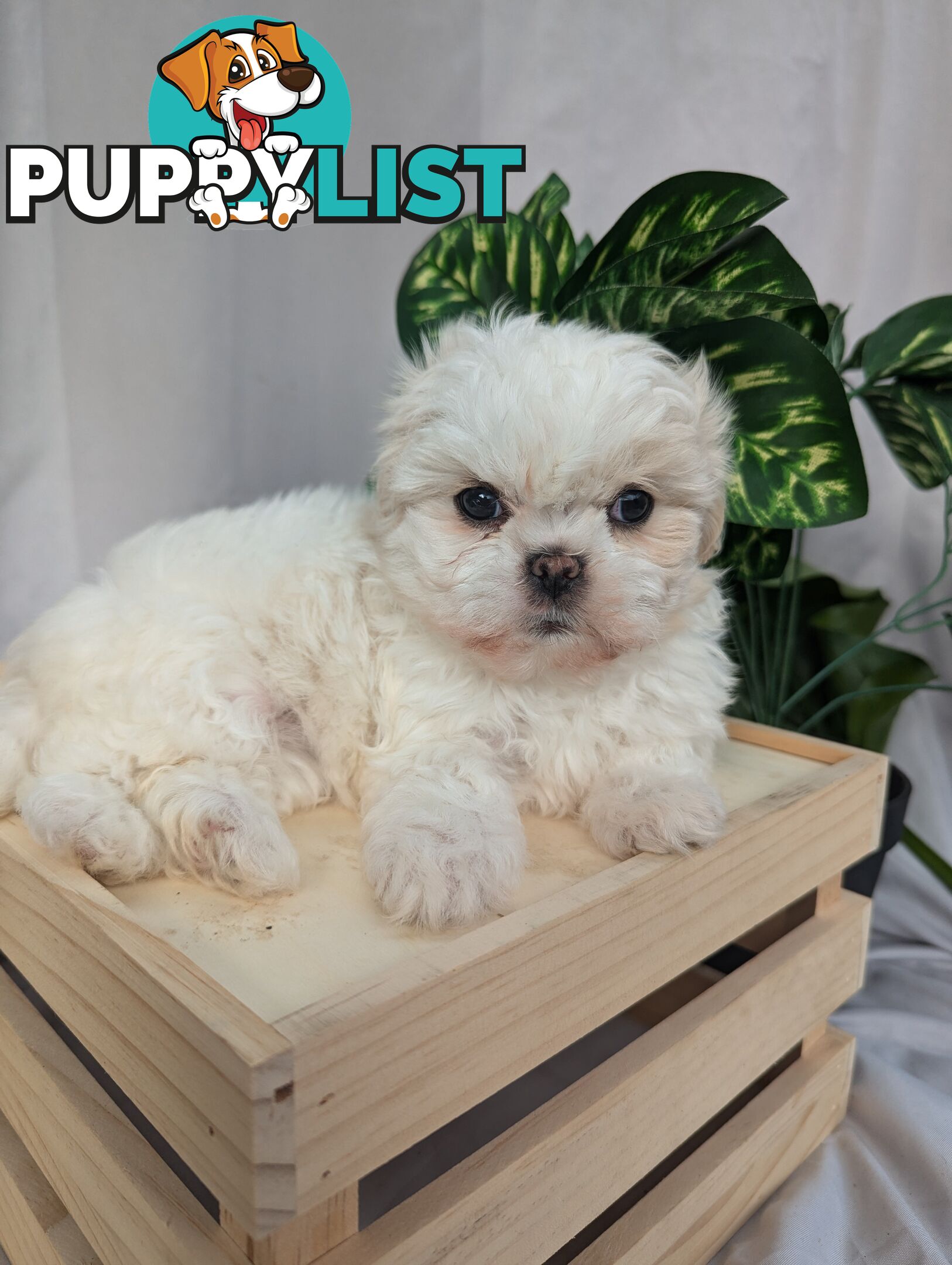 Maltese shiztu pups