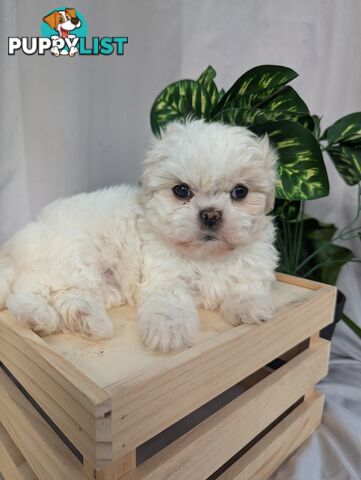 Maltese shiztu pups