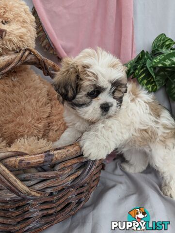 Maltese shiztu pups