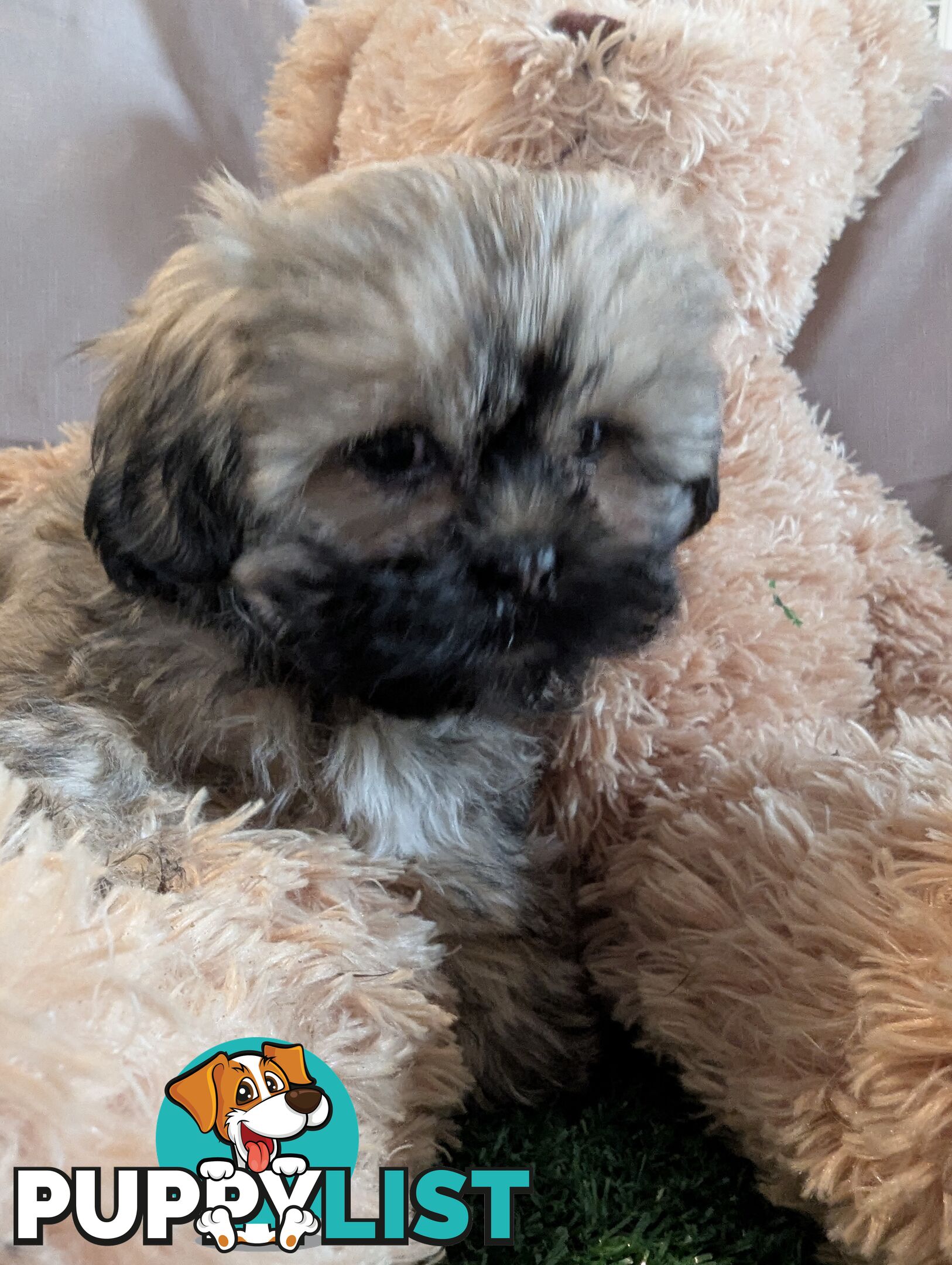 Gorgeous Maltese ShihTzu pups
