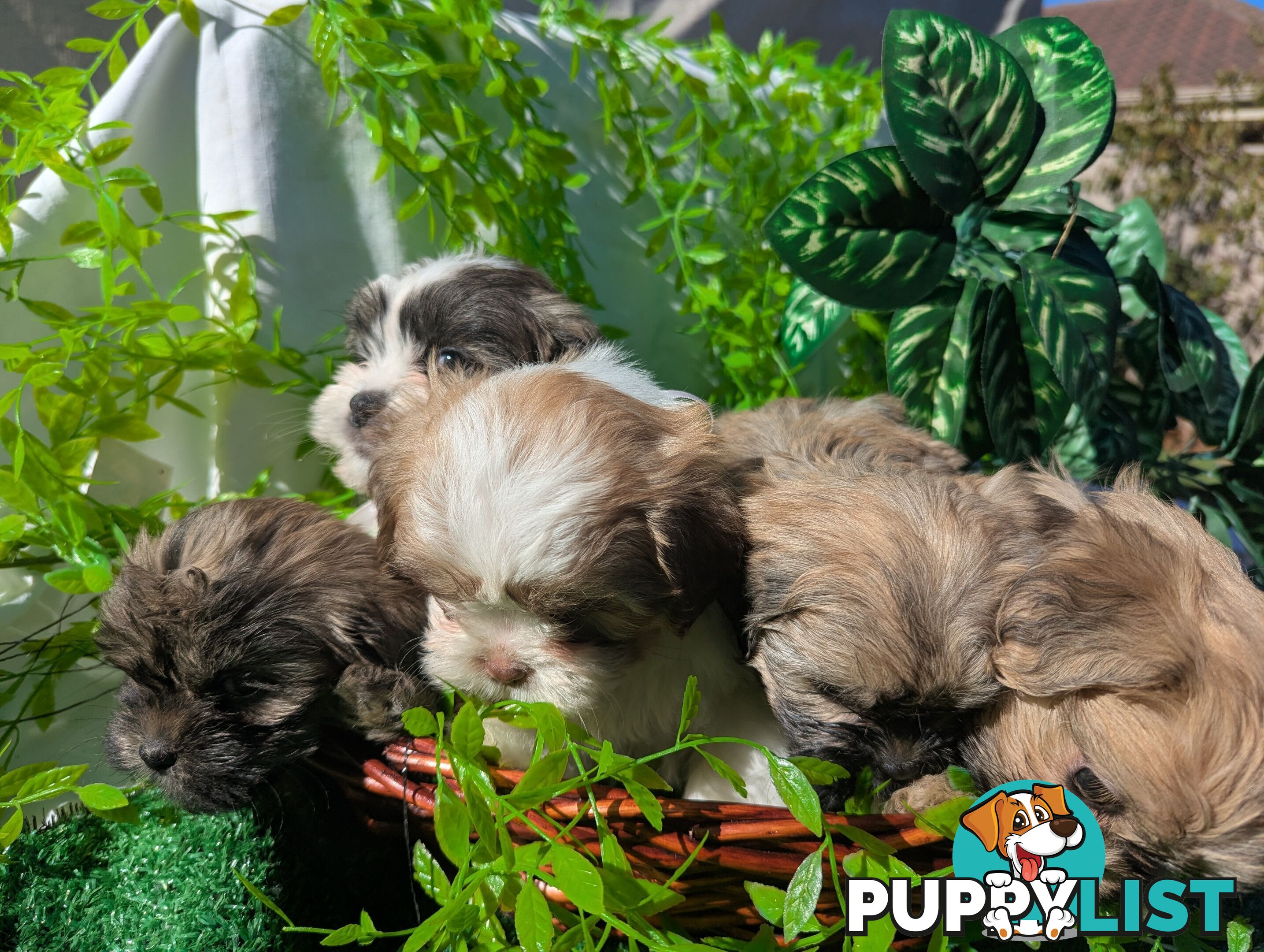 Gorgeous Maltese ShihTzu pups