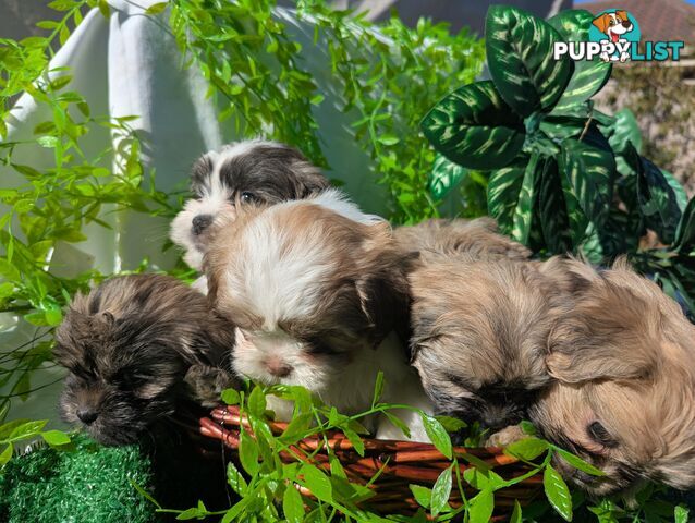 Maltese ShihTzu pups