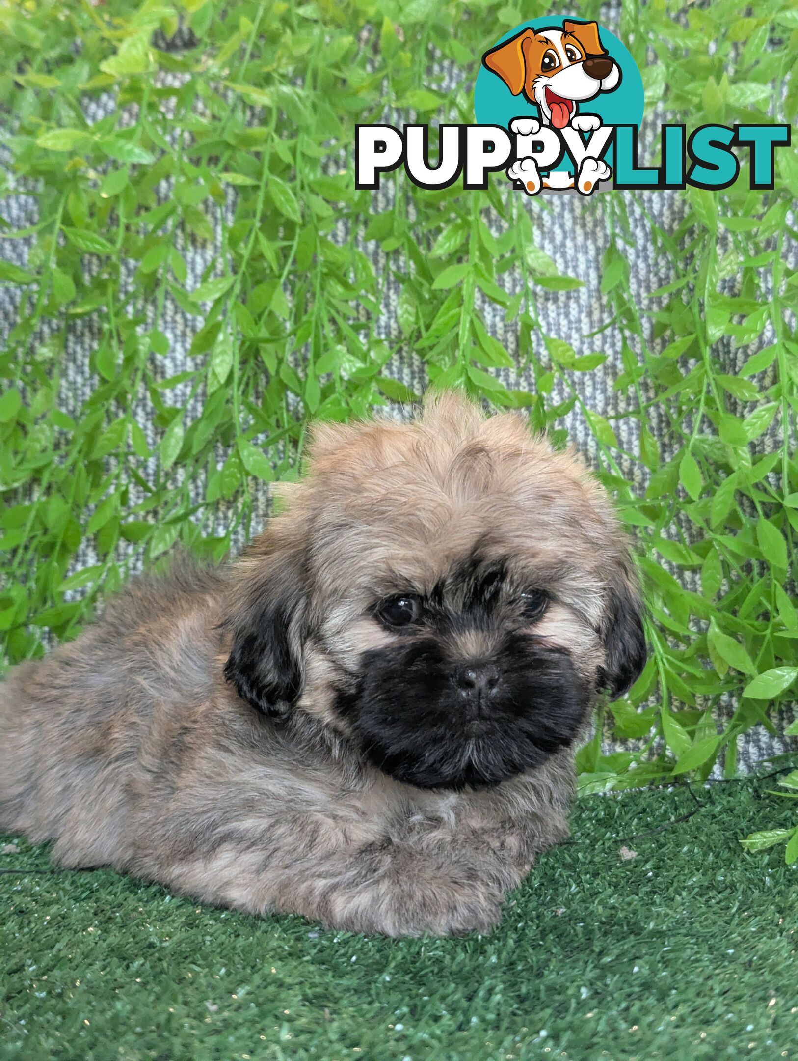 Gorgeous Maltese ShihTzu pups