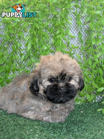 Gorgeous Maltese ShihTzu pups