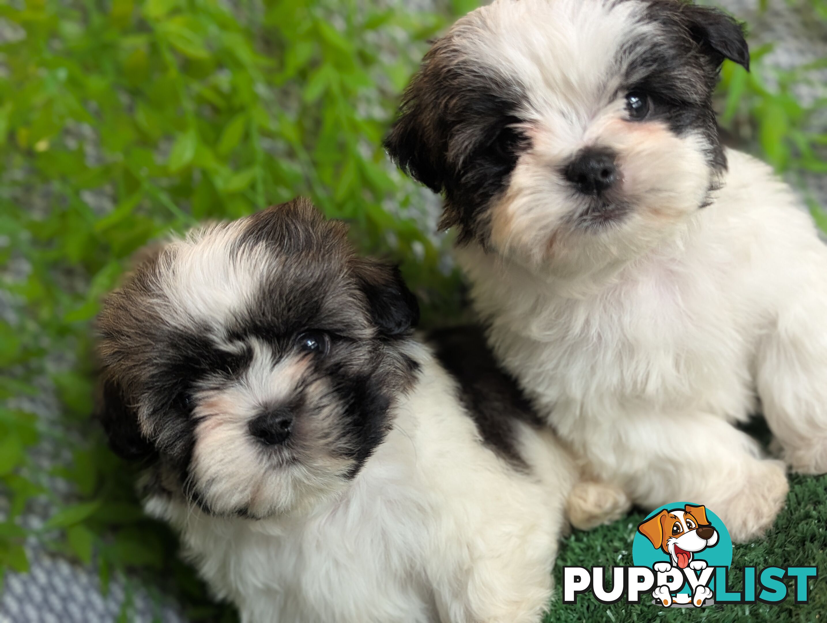 Gorgeous Maltese ShihTzu pups