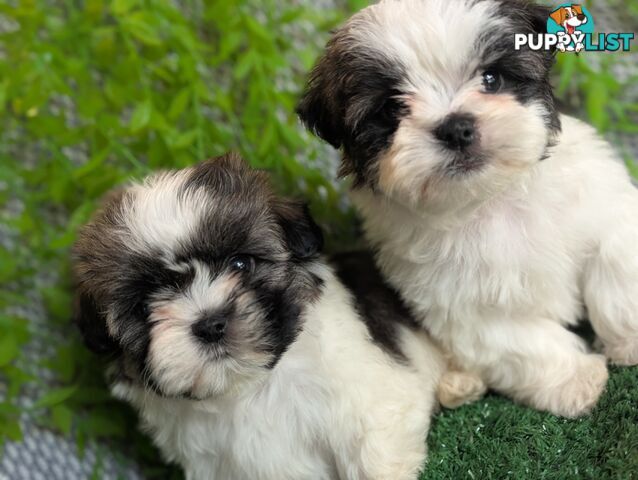 Gorgeous Maltese ShihTzu pups