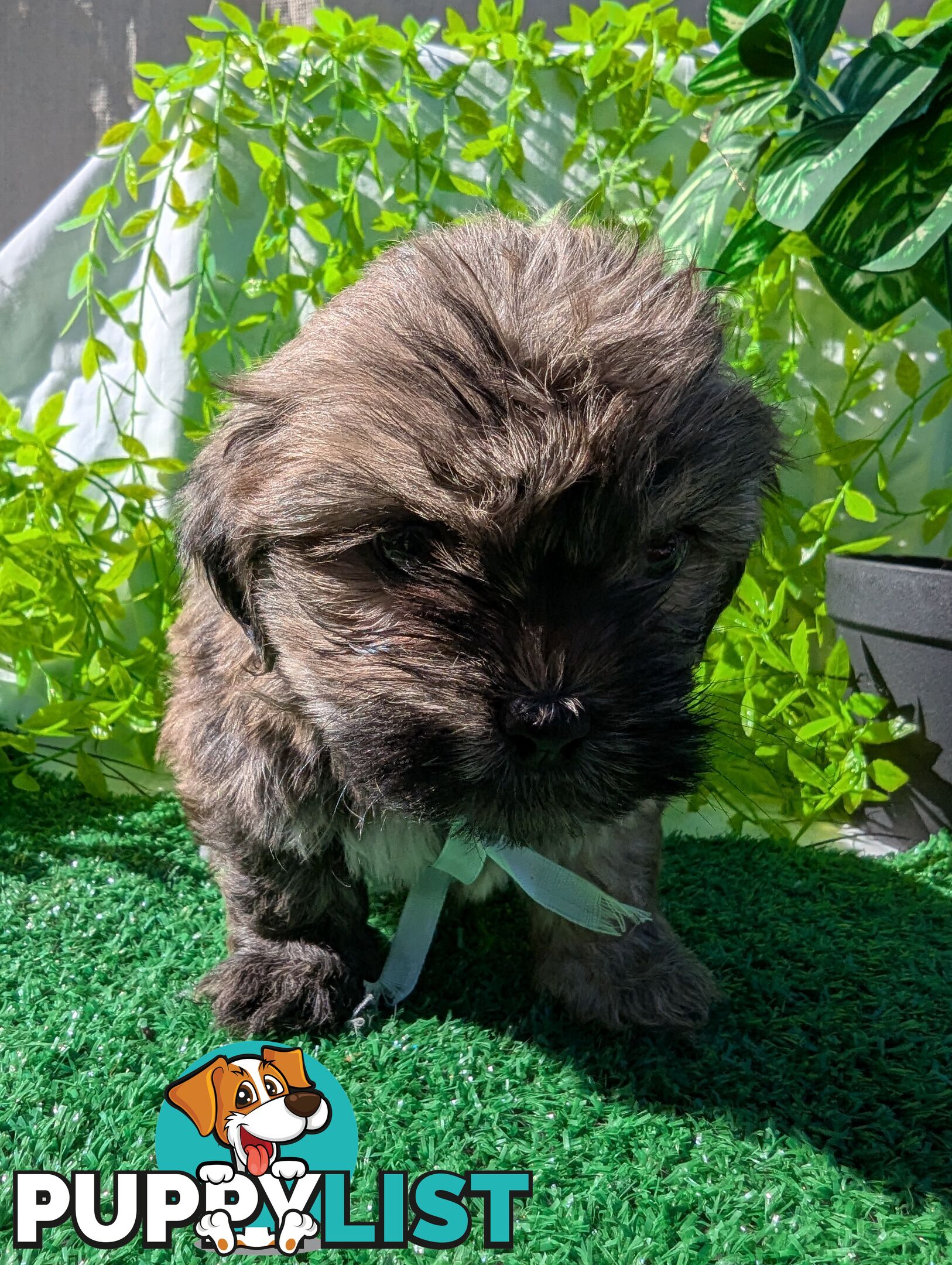 Gorgeous Maltese ShihTzu pups