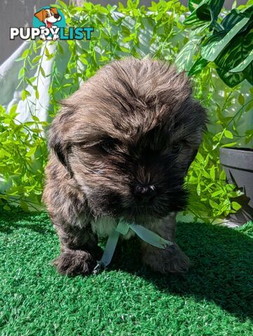 Gorgeous Maltese ShihTzu pups
