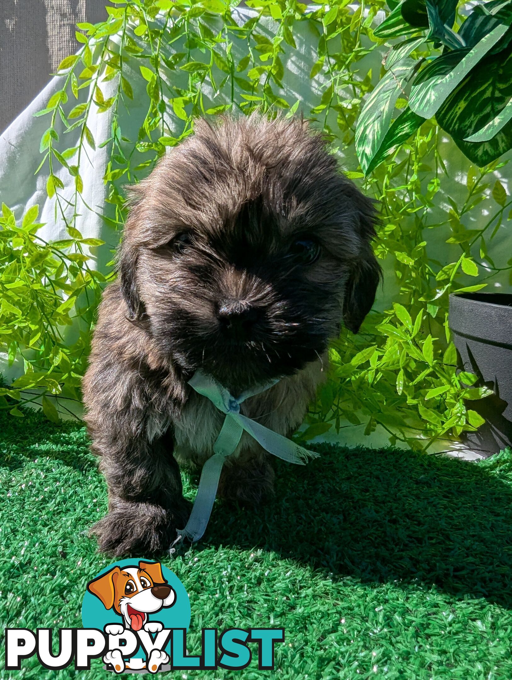 Gorgeous Maltese ShihTzu pups