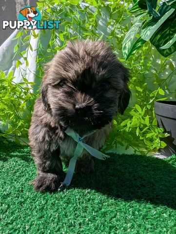Gorgeous Maltese ShihTzu pups