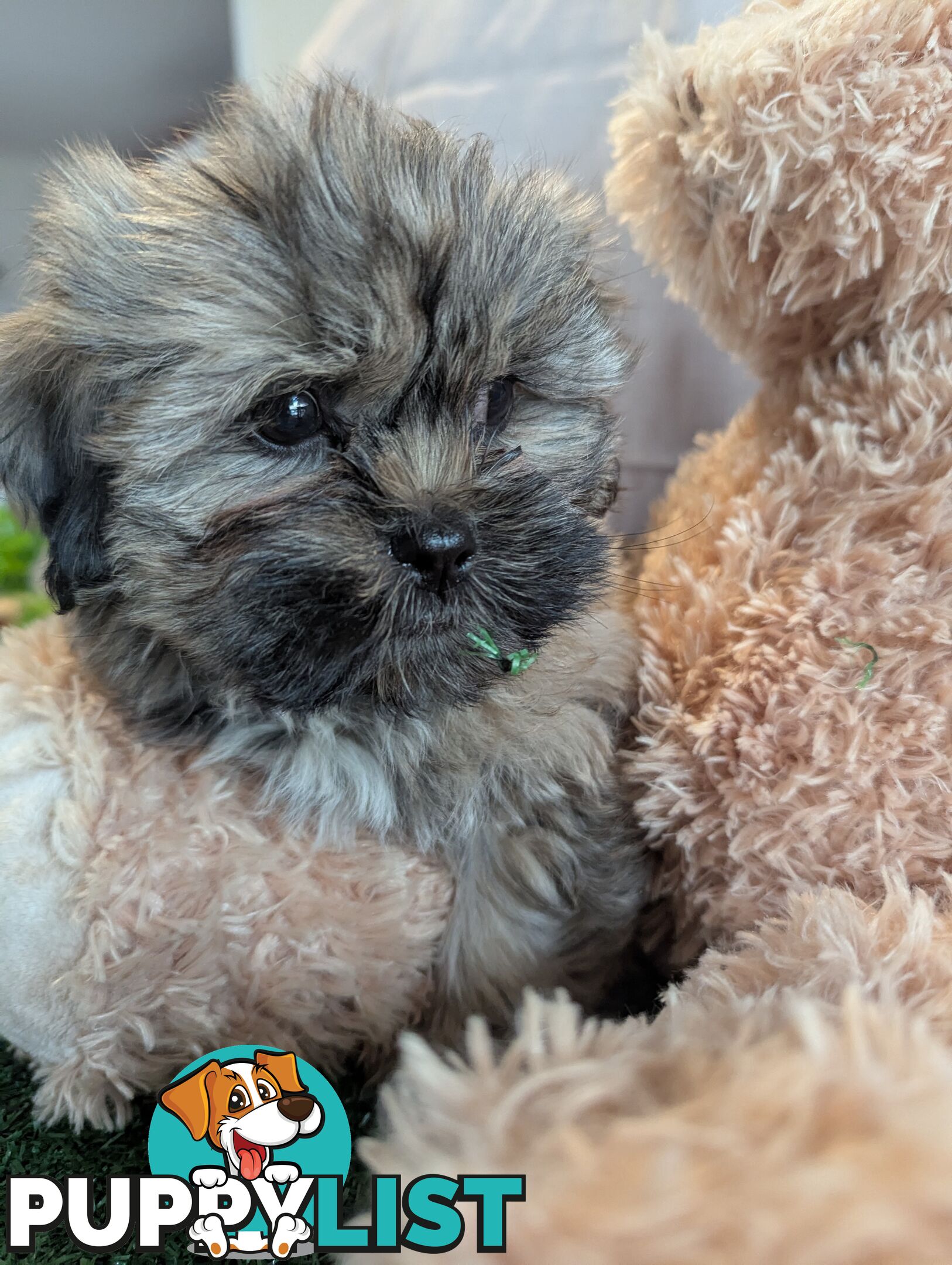 Gorgeous Maltese ShihTzu pups