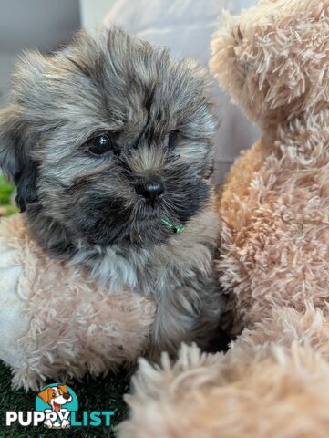 Gorgeous Maltese ShihTzu pups