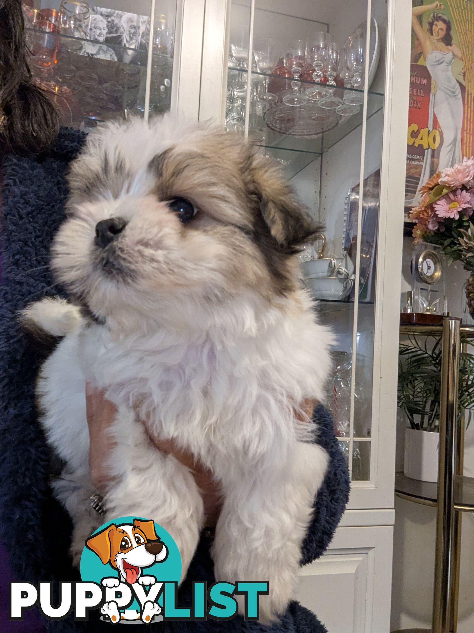 Gorgeous Maltese ShihTzu pups