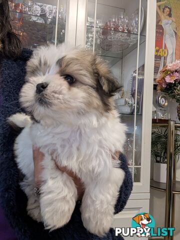 Gorgeous Maltese ShihTzu pups