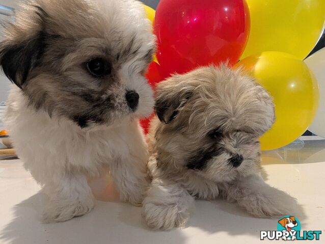 Gorgeous Maltese ShihTzu pups