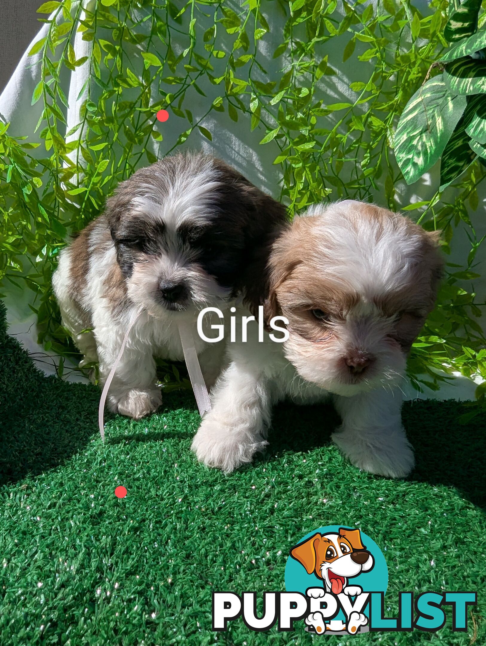 Gorgeous Maltese ShihTzu pups