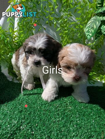 Gorgeous Maltese ShihTzu pups