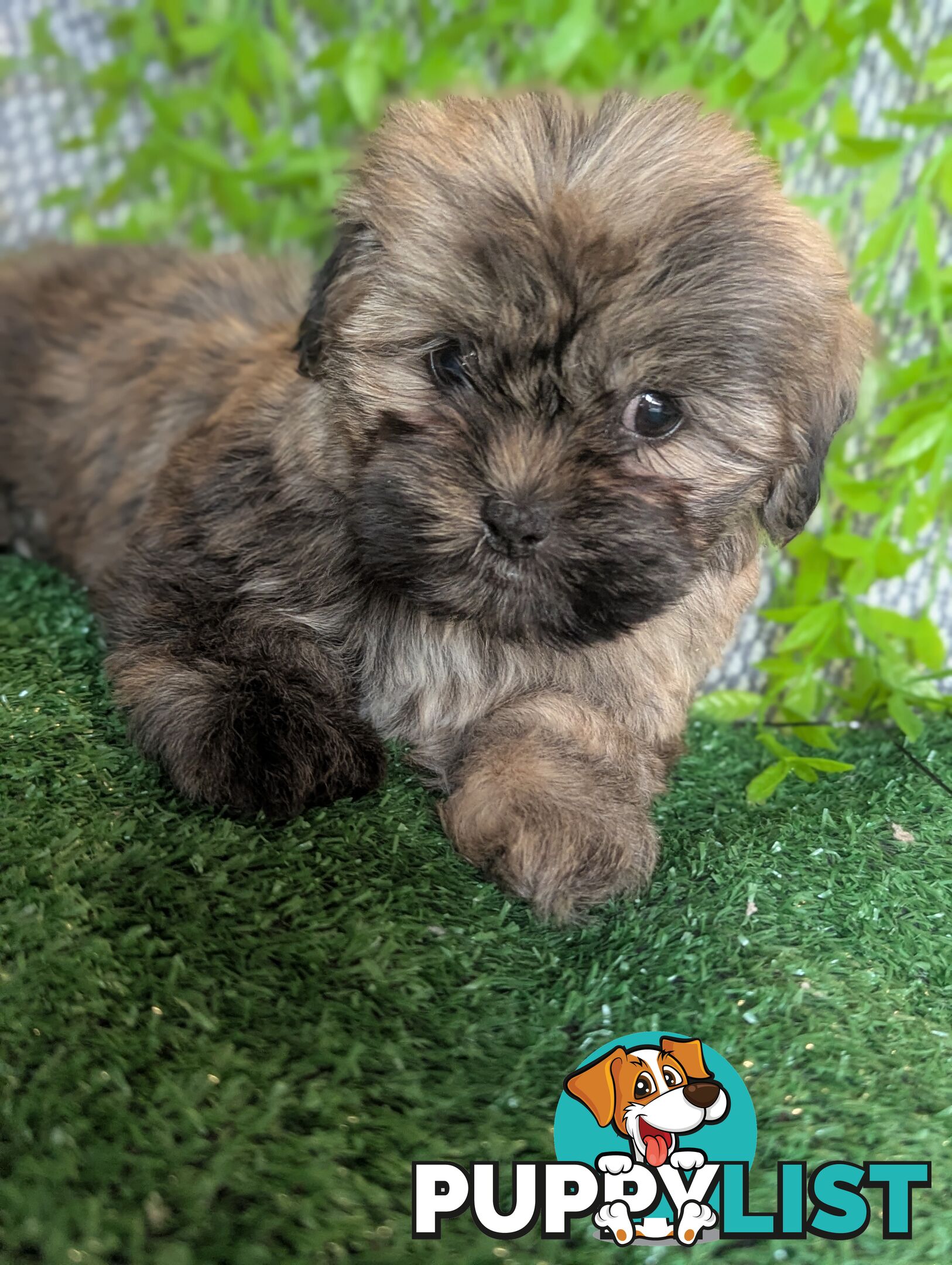 Gorgeous Maltese ShihTzu pups