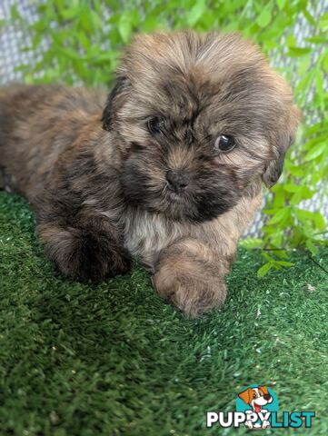 Gorgeous Maltese ShihTzu pups