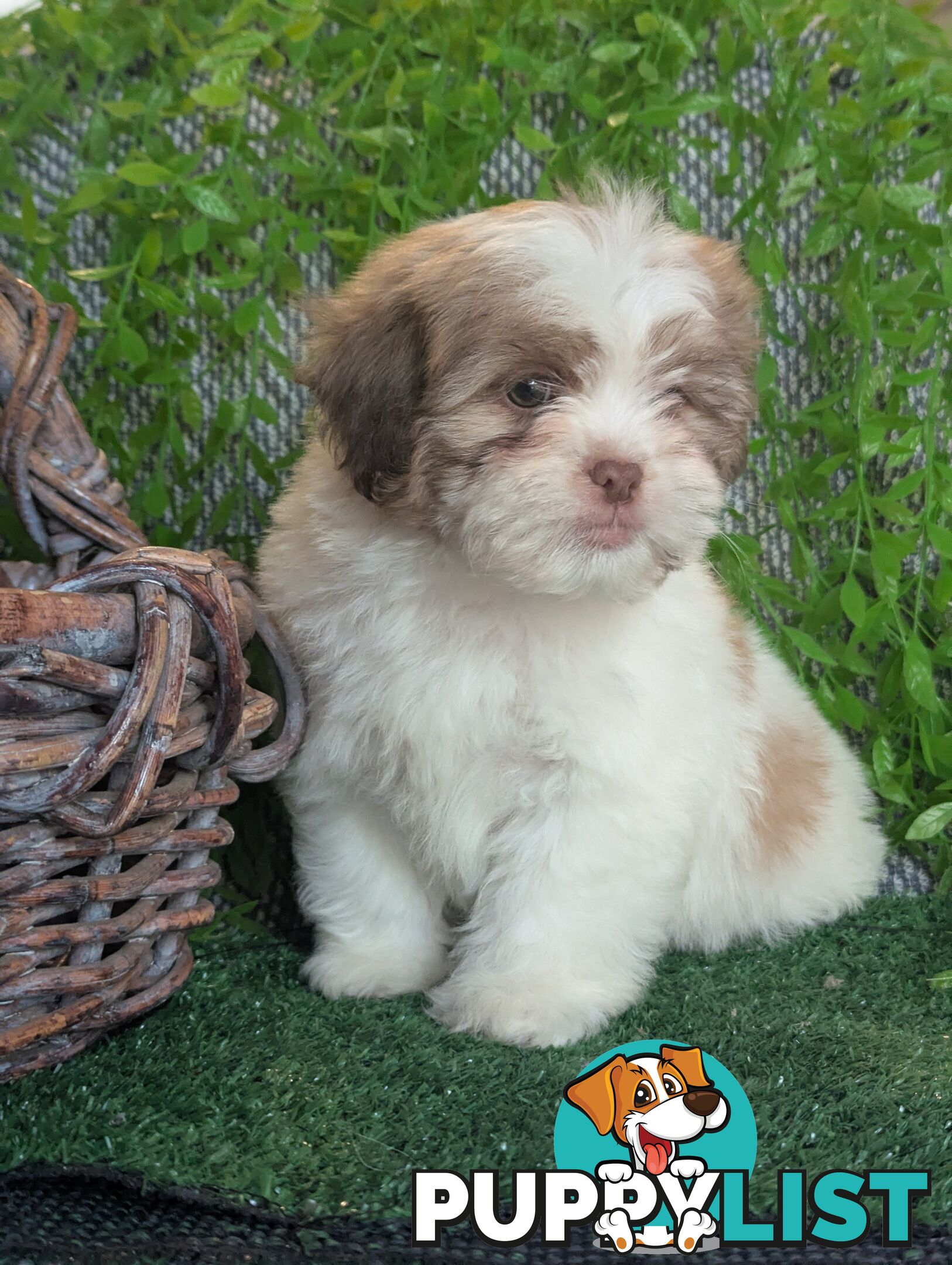 Gorgeous Maltese ShihTzu pups