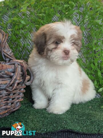 Gorgeous Maltese ShihTzu pups