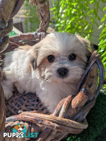 Gorgeous Maltese ShihTzu pups