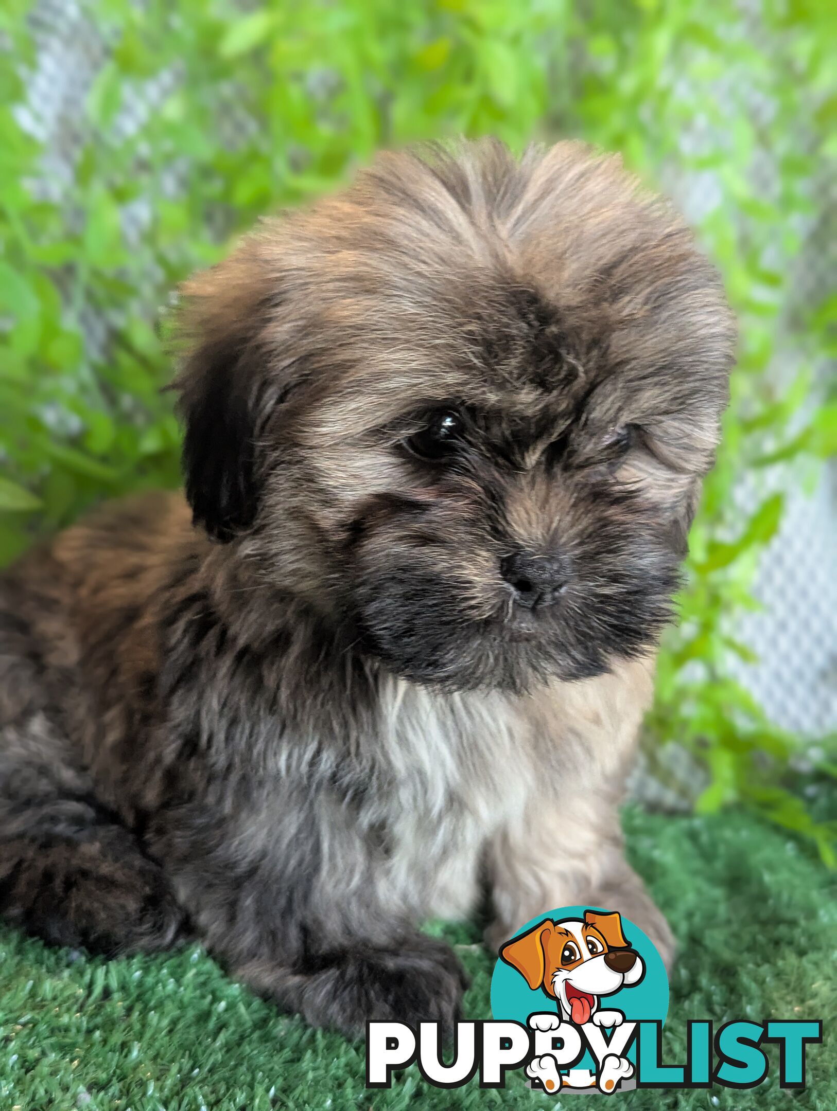 Gorgeous Maltese ShihTzu pups