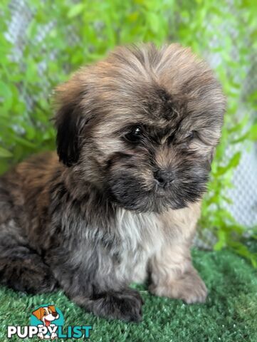 Gorgeous Maltese ShihTzu pups