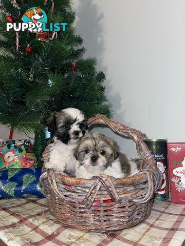 Maltese shiztu pups