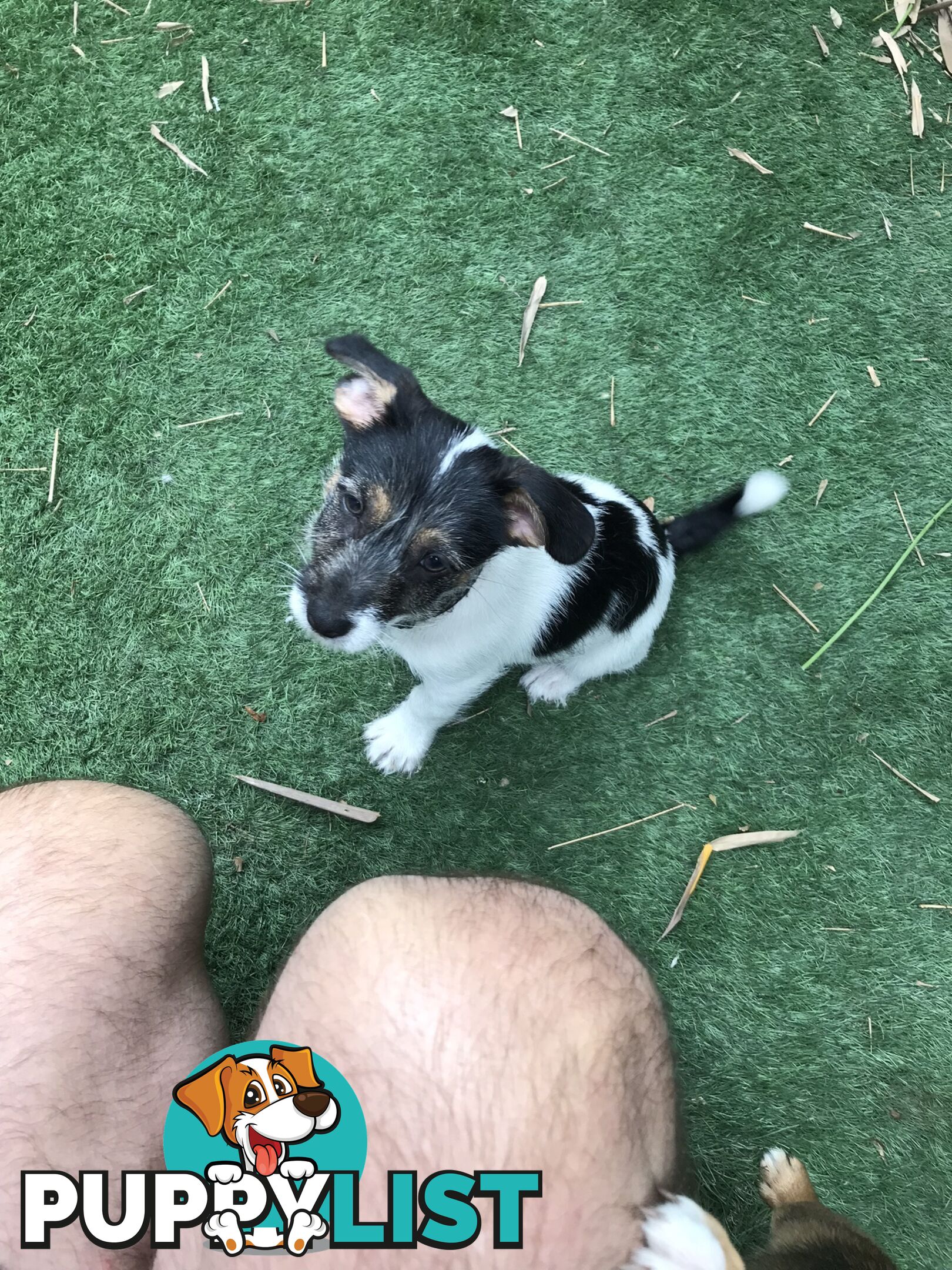 Jack Russell cross puppies