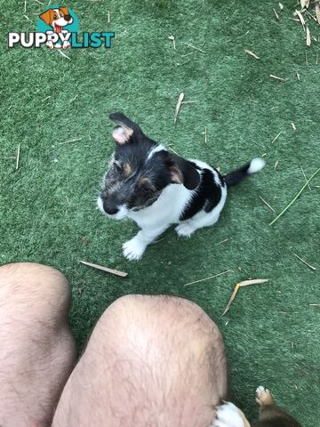 Jack Russell cross puppies