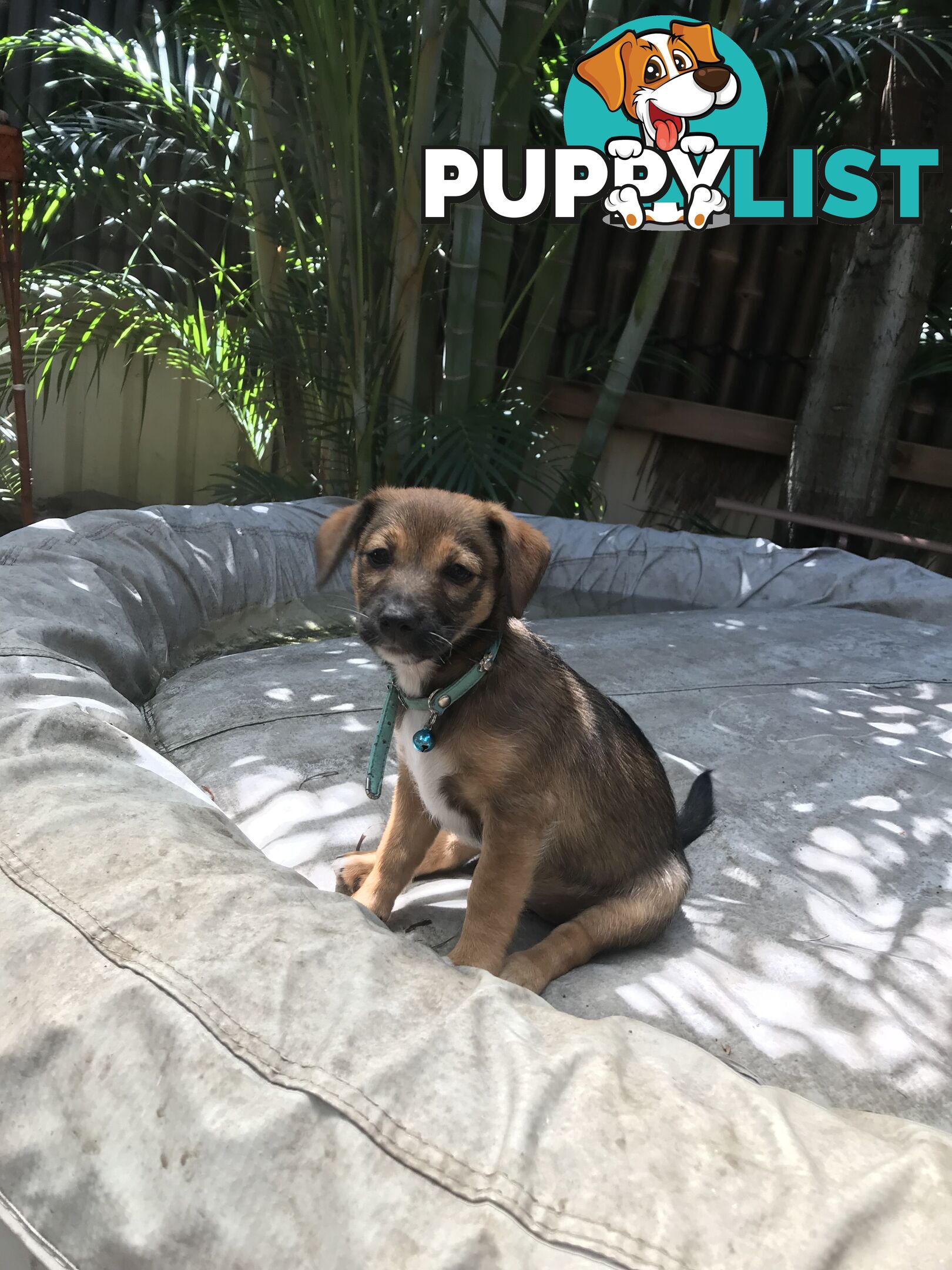 Jack Russell cross puppies