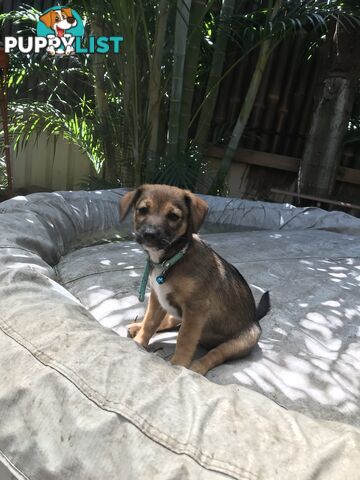 Jack Russell cross puppies